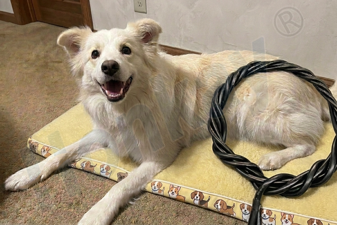 PEMF MINI for Senior Dogs: Enhancing Mobility and Quality of Life